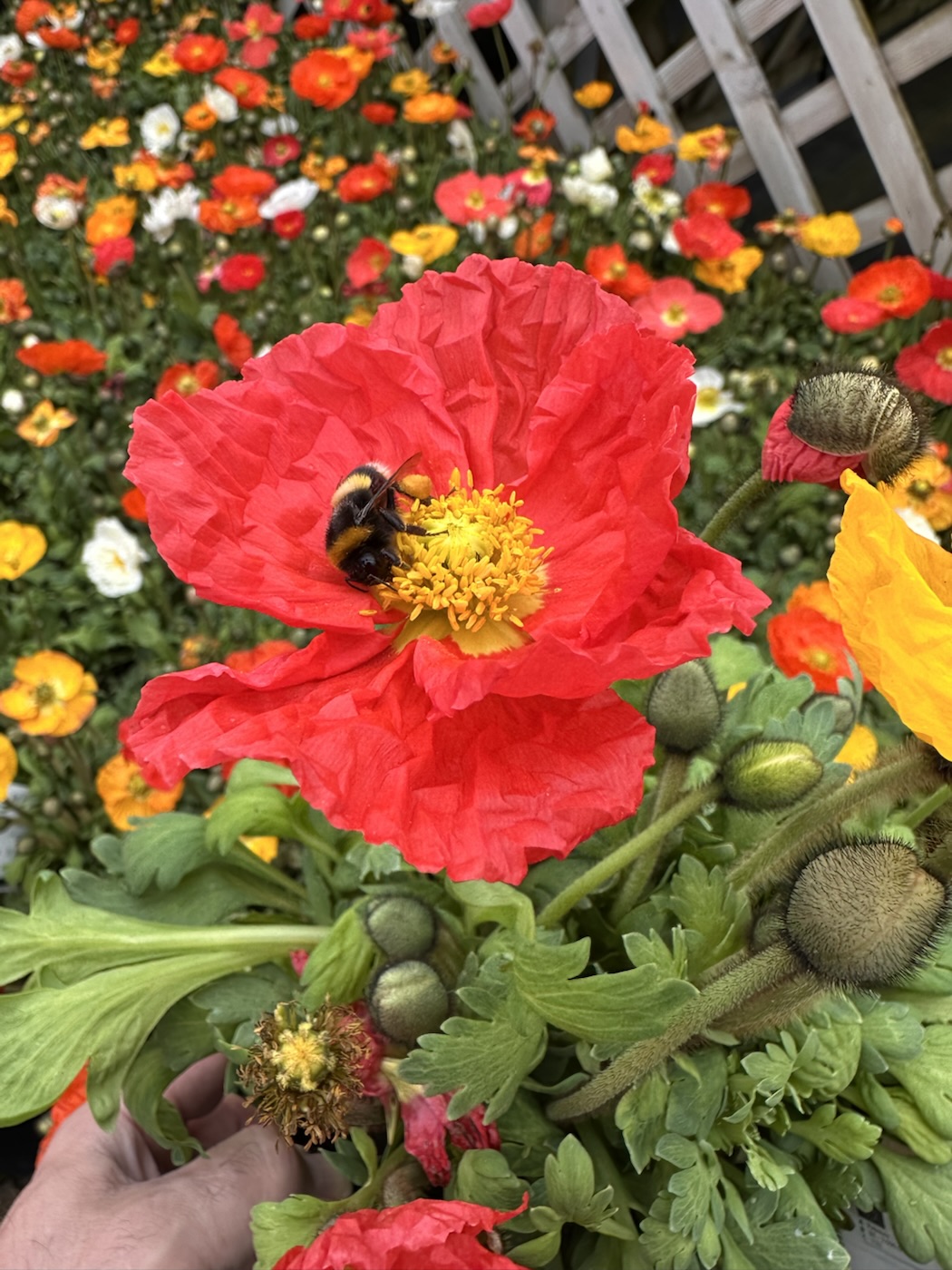 What a Papaver
