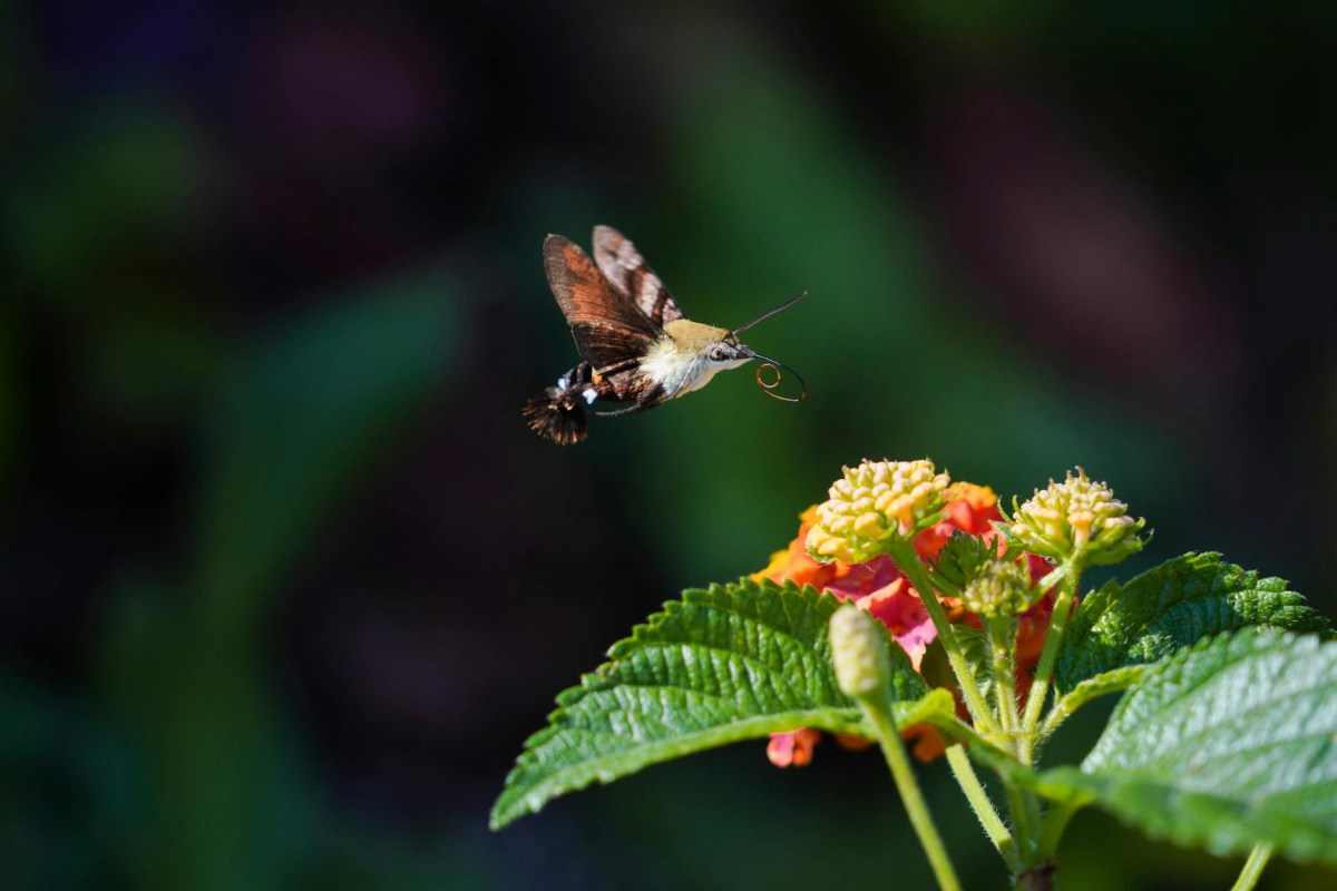 Humming bird, Hawkmoth