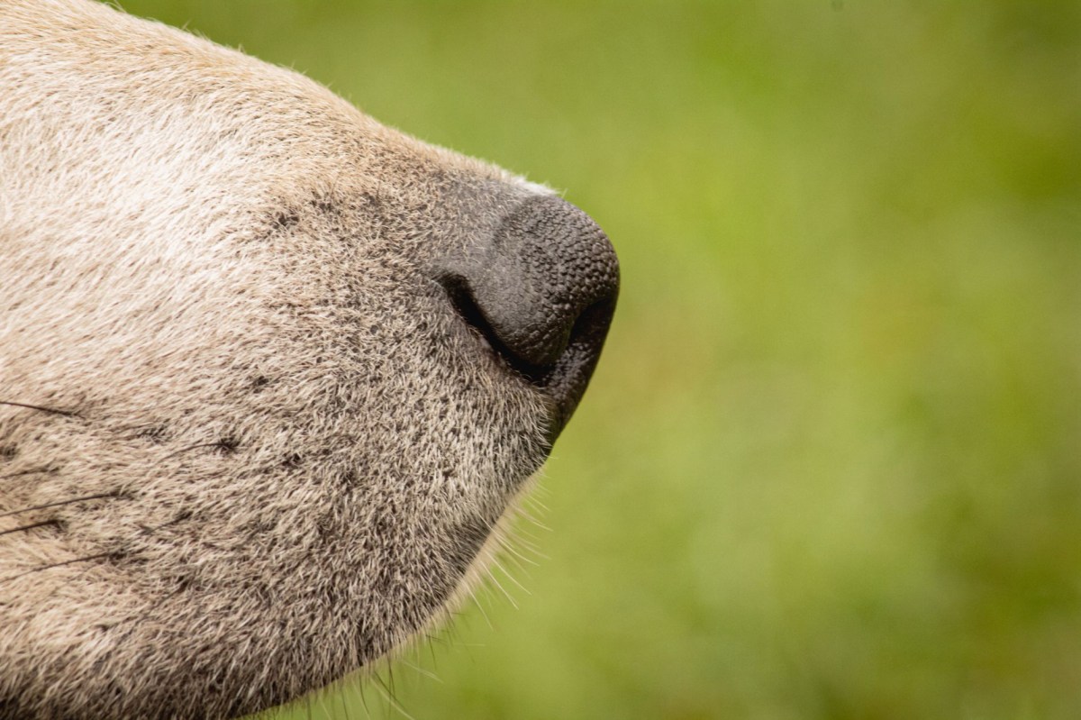 Oi! Nosey